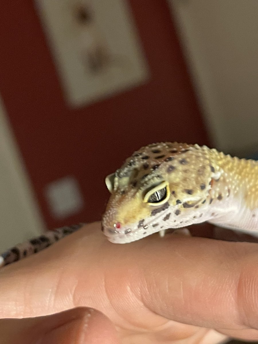 VisionRepti's tweet photo. Tangerine Giant leopard gecko for sale. Incubated at 83 degrees, Message us for details if interested.
#Reptivision #reptile #reptiles #reptilesofinstagram #snake #lizard #reptilelover #snakes #snakesofinstagram #gecko #pet #animals #lizardsofinstagram #nature #lizards https://t.co/svFqANIhOB