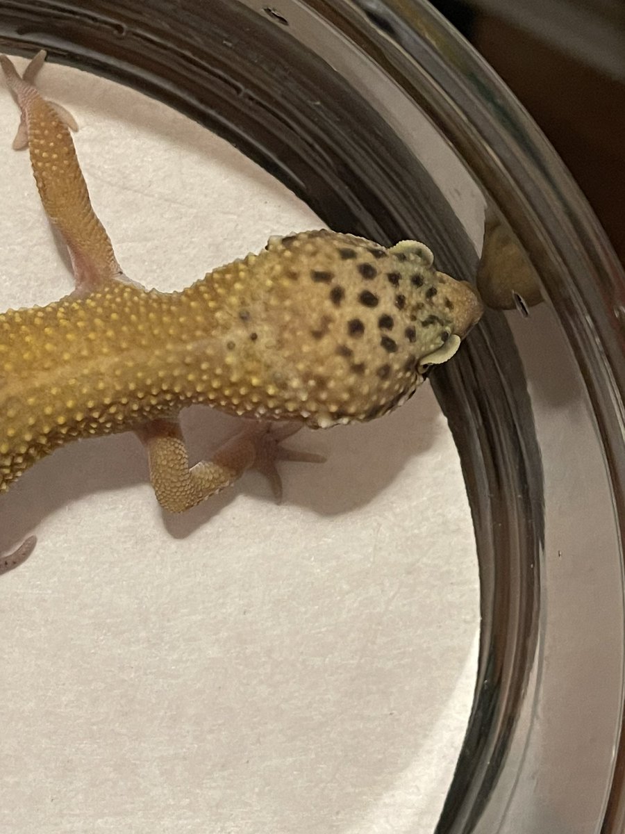 VisionRepti's tweet photo. Tangerine Giant leopard gecko for sale. Incubated at 83 degrees, Message us for details if interested.
#Reptivision #reptile #reptiles #reptilesofinstagram #snake #lizard #reptilelover #snakes #snakesofinstagram #gecko #pet #animals #lizardsofinstagram #nature #lizards https://t.co/svFqANIhOB
