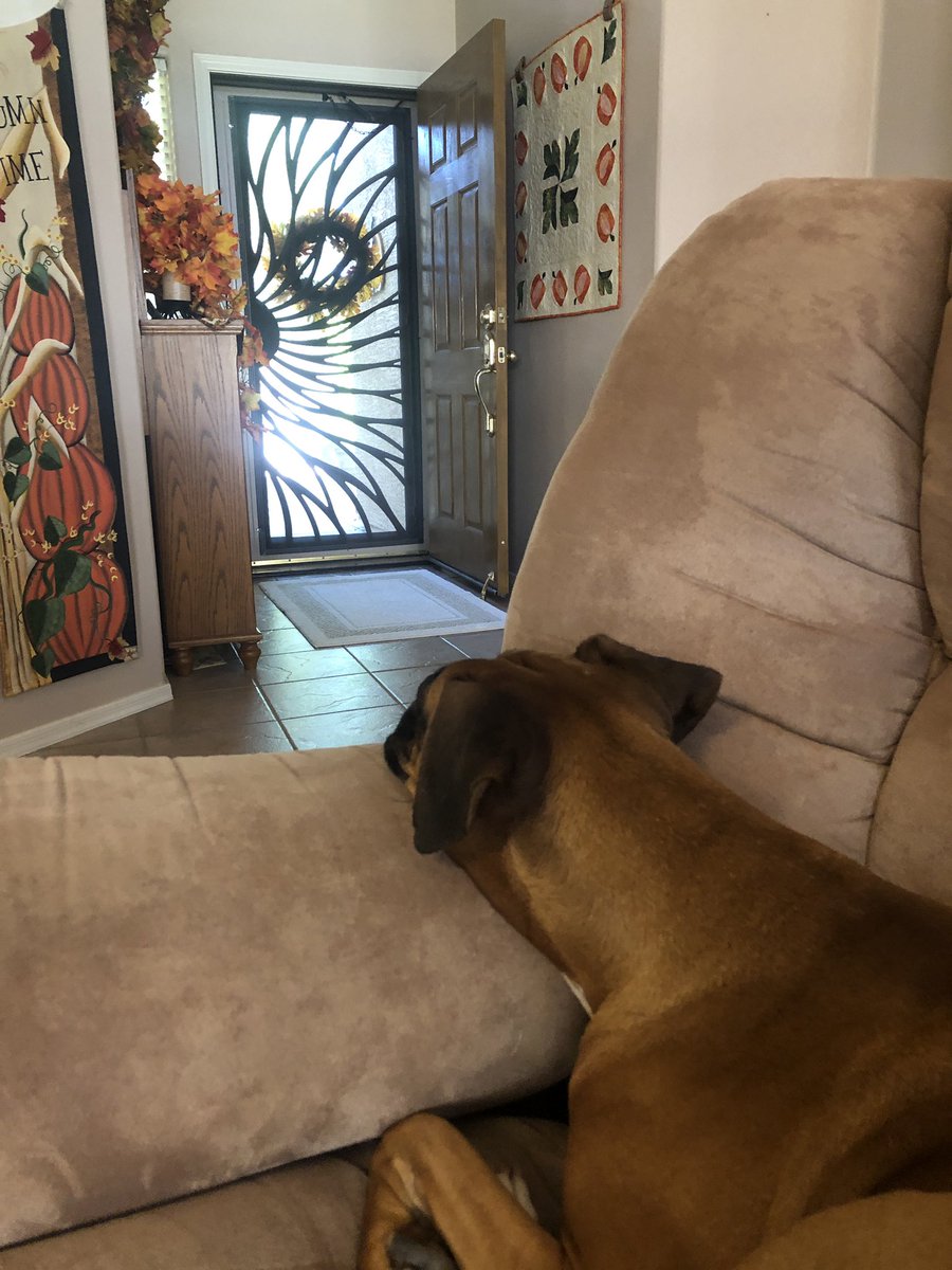 brianmc_arch's tweet photo. Her Royal Highness #QueenRuby of @cityofchandler watches her subjects drive or walk by from her throne…👑👑❤️❤️❤️❤️❤️❤️❤️
@dogcelebration @dog_feelings @ThoughtsBoxer @boxer_sacha @k9kayaks @carolinagrl254 @mummsie2 @StacieMazzotta @originalroyboy @Thomas_F81 @TaniaMariaWelch https://t.co/FA3xweJvSM