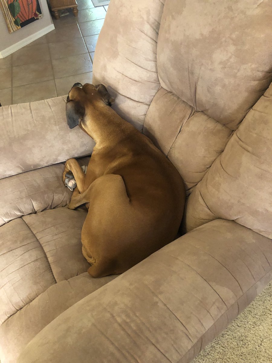 brianmc_arch's tweet photo. Her Royal Highness #QueenRuby of @cityofchandler watches her subjects drive or walk by from her throne…👑👑❤️❤️❤️❤️❤️❤️❤️
@dogcelebration @dog_feelings @ThoughtsBoxer @boxer_sacha @k9kayaks @carolinagrl254 @mummsie2 @StacieMazzotta @originalroyboy @Thomas_F81 @TaniaMariaWelch https://t.co/FA3xweJvSM