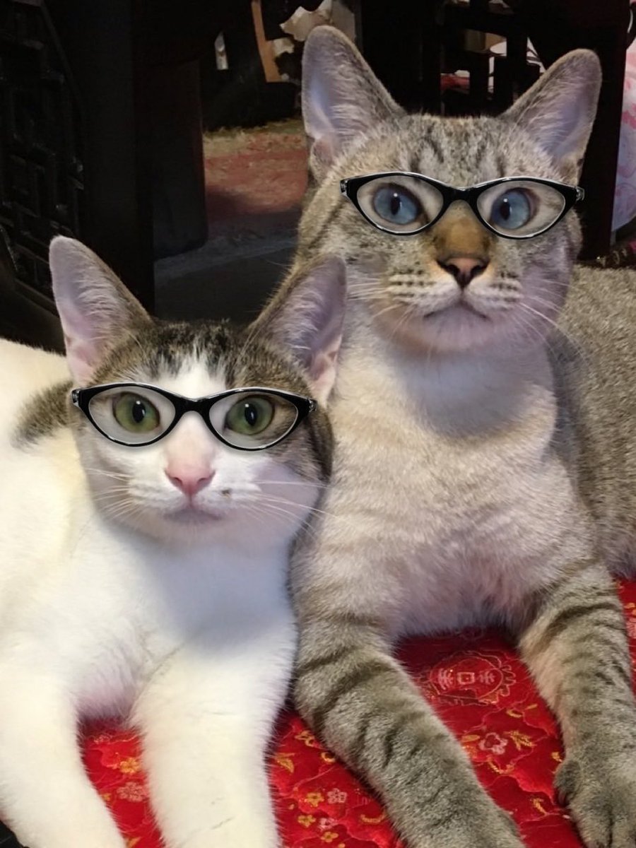 koo_crystal_XIV's tweet photo. うちのにゃんずは、眼鏡が似合うと思うんだ!
猫用の眼鏡を実装する訳にもいかぬので、アプリで掛けてやった!
アイリーンが知的に見えるww
ワトスンはイケメン過ぎやろー!←親バカ)
#猫の居る暮らし
#iGLASSES, @iGLASSES_ https://t.co/cC7irdfNmJ https://t.co/7aLVXu1R8q