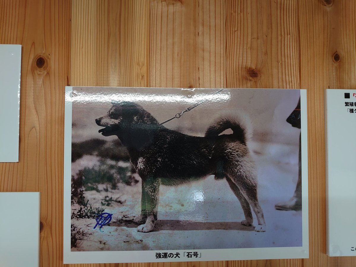 空港で頭の柴犬にお出迎えされたい この夢 島根県で叶います Togetter