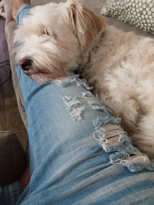 216forever_'s tweet photo. I love moments like this with my Connie 🐶🐶😍🥰 https://t.co/Zl0IJjB0Du
