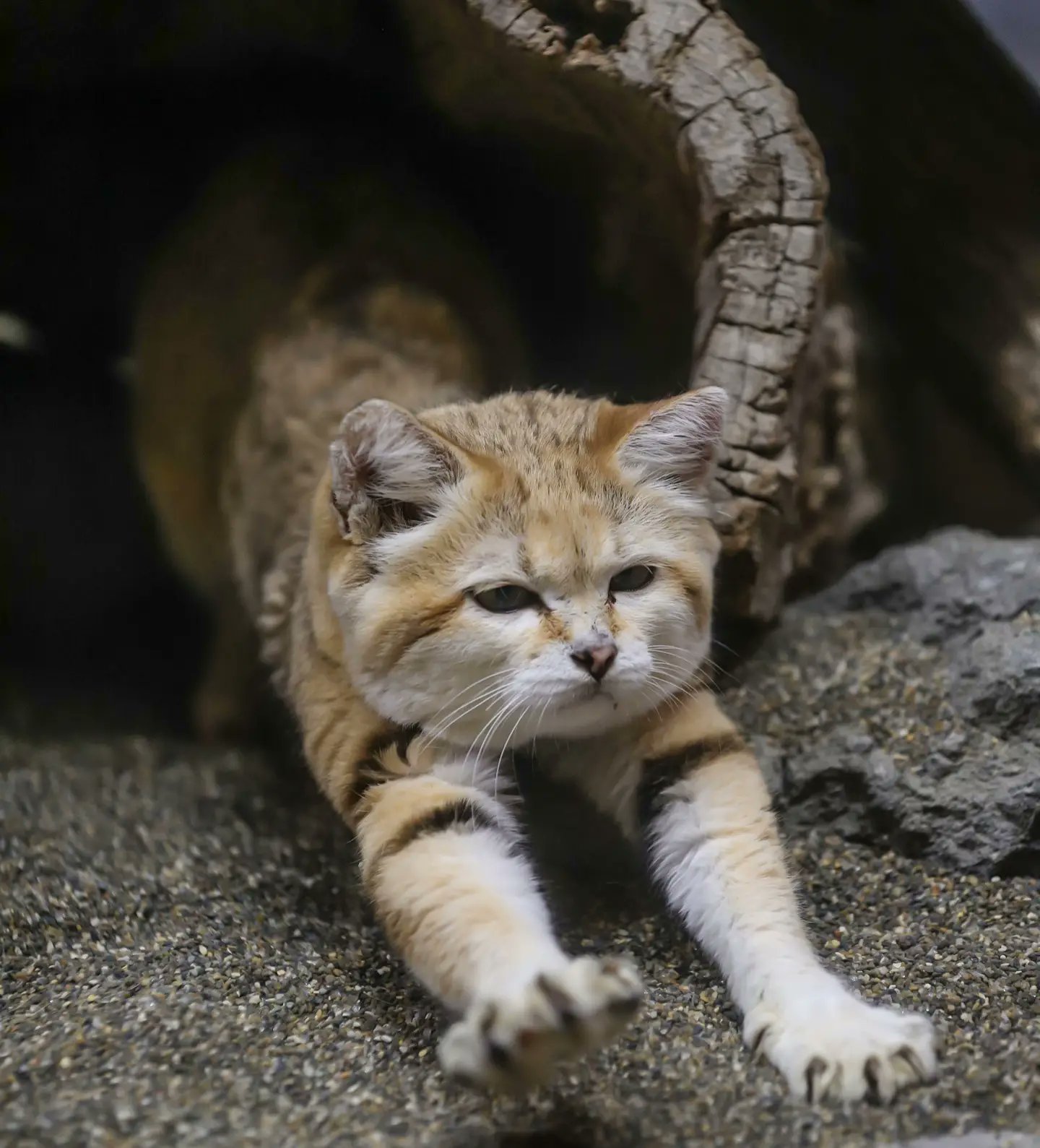 Felis Margarita Paw
