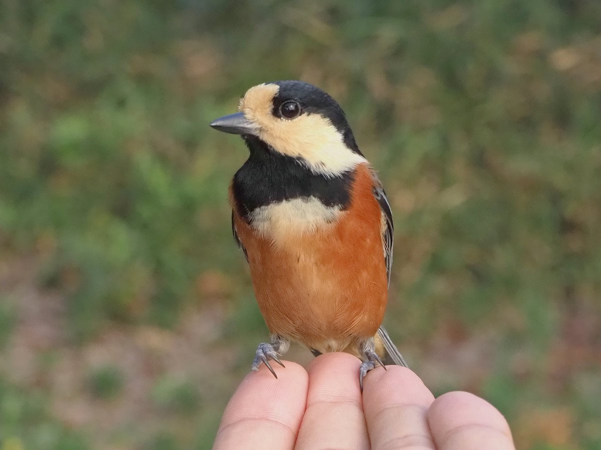 momiji_man_10's tweet photo. 今日のヤマガラちゃん
RAW撮影を今日から始めてみたけど、保存データが重いんで連写を加減せんといけんね…💦
#ヤマガラ #山雀 #yamagara #手乗り #野鳥 #小鳥 #蔵王山 #野鳥初心者 #カメラ初心者 #福山アンバサダー https://t.co/XKWS5rjbqH