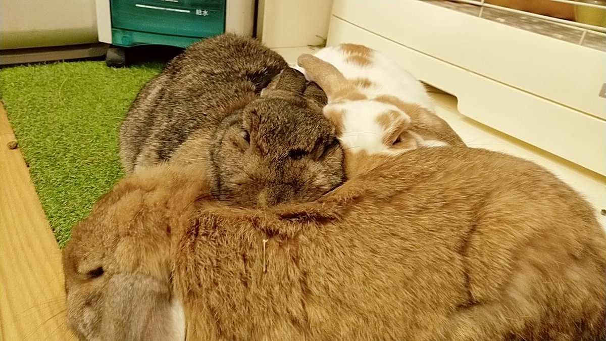 うさぎカフェ もふれる Moff Rell Twitter