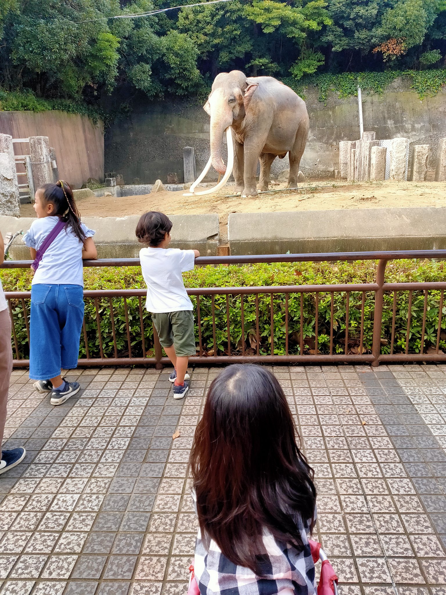 تويتر ポ على تويتر 金沢動物園 ライオンがいないのでちょっと不満そうでしたが ローラの滑り台があるので満足してくれたみたい 滑り台のために抱っこして急勾配の階段何度も登ったからパパの体力は限界でした そろそろ上野動物園にも連れて行きたいな T Co