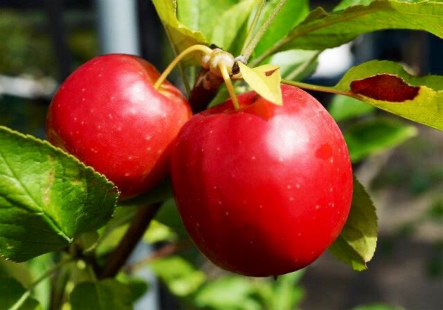 O Xrhsths もも Sto Twitter おはようございます 10 11誕生花 ヒメリンゴ 花言葉 永久の幸せ 別名イヌリンゴ 姫りんごという固有種はありませんが150g以下の小さな果実をつける種の総称です 花は春ですがはじめは薄いピンクで満開時には白に変わっていき 実は