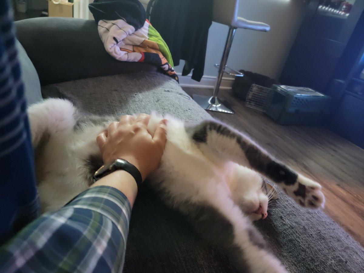 MrBusiness_cat's tweet photo. Sometimes I let my slaves pet my belly.   They really seem to love it. https://t.co/4H1TWpSwLr