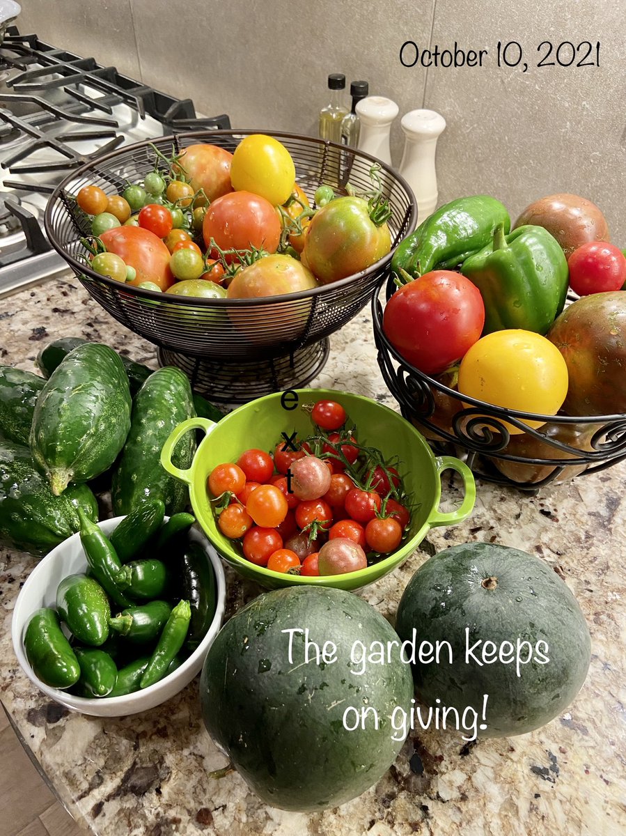 Long3Mo's tweet image. My garden just keeps on giving! 😋
What a long growing season we’ve had here in MN. #Garden21