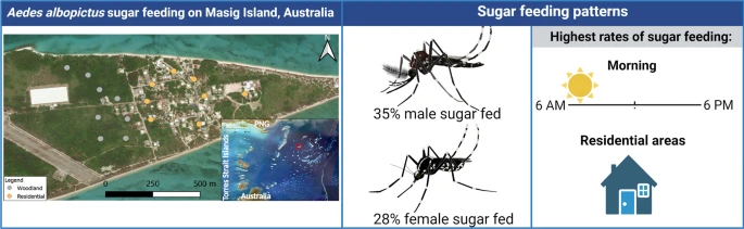 Dr_TanyaRussell's tweet photo. Sugar prevalence in Aedes albopictus differs by habitat, sex and time of day on Masig Island, Torres Strait, Australia. Read more here 👇
https://t.co/L9jqqJRxXO
@mozzie_swan @BoniSebayang @KyranStaunton @tomburkot @TSRAofficial @AITropHealthMed @TropAusAHC https://t.co/IPZZXWE9vS