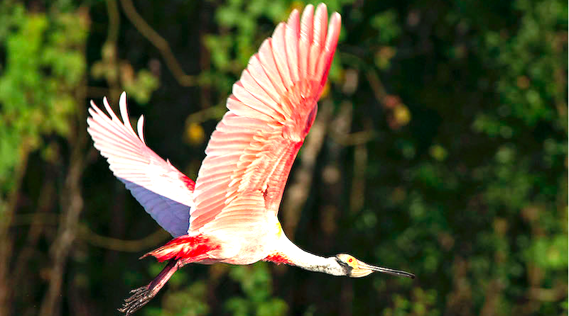 conexaoplaneta's tweet photo. #Colhereiro: uma #ave capaz de mudar as cores dos céus pantaneiros https://t.co/JTA6hEoSkI Quem já viu uma revoada dessa espécie colorindo de rosa o #Pantanal não esquece jamais! Se o colhereiro tem essa cor quer dizer que encontra comida farta e fácil e que a #natureza pulsa https://t.co/jdkNrGoaRC
