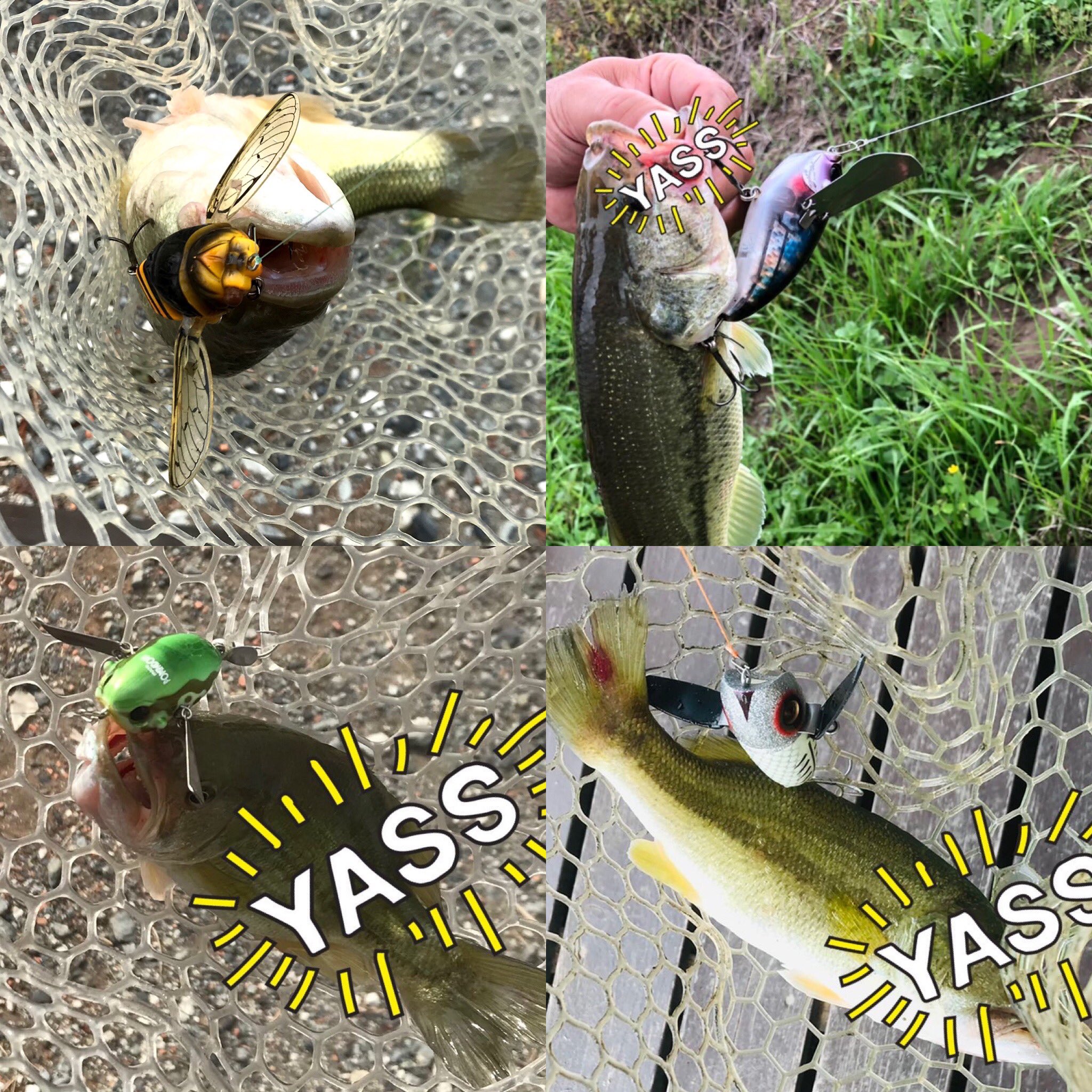 フィッシングエリアcreekclub おはようございます 朝から秋晴れになりました ๑ ᴗ ちょっと今日は暑くなりそうですネ 今日もよろしくお願いします いろんなルアーでお楽しみくださいませ クリーククラブ バス釣り ブラックバス ブラック