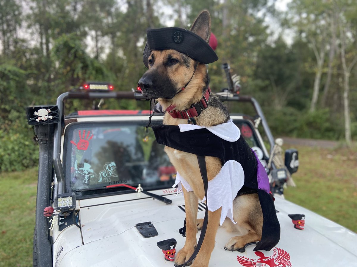Kirby98tj's tweet photo. Set a course to catch that prize #thebooty #piratepup #jeepdog @THEJeepMafia 🏴☠️🐺 https://t.co/2B4CCZeIyd