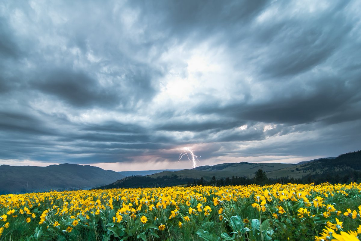 AlpineLifer's tweet photo. Balsam Delight-ning 
Coming soon...
#balsamroot #flowers #spring #earthday #NFTdrop #upcomingnft #lightning #NFTPhotographer #nftphotography https://t.co/khJicdWnkF
