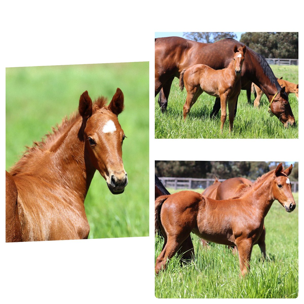 ajprotheroe1's tweet photo. Just received these fabulous pics from @TwinHillsStud of our @NewgateFarm #WinningRupert filly ex Any Dane Now who has been covered by #Peltzer https://t.co/HJBeJnYnzz