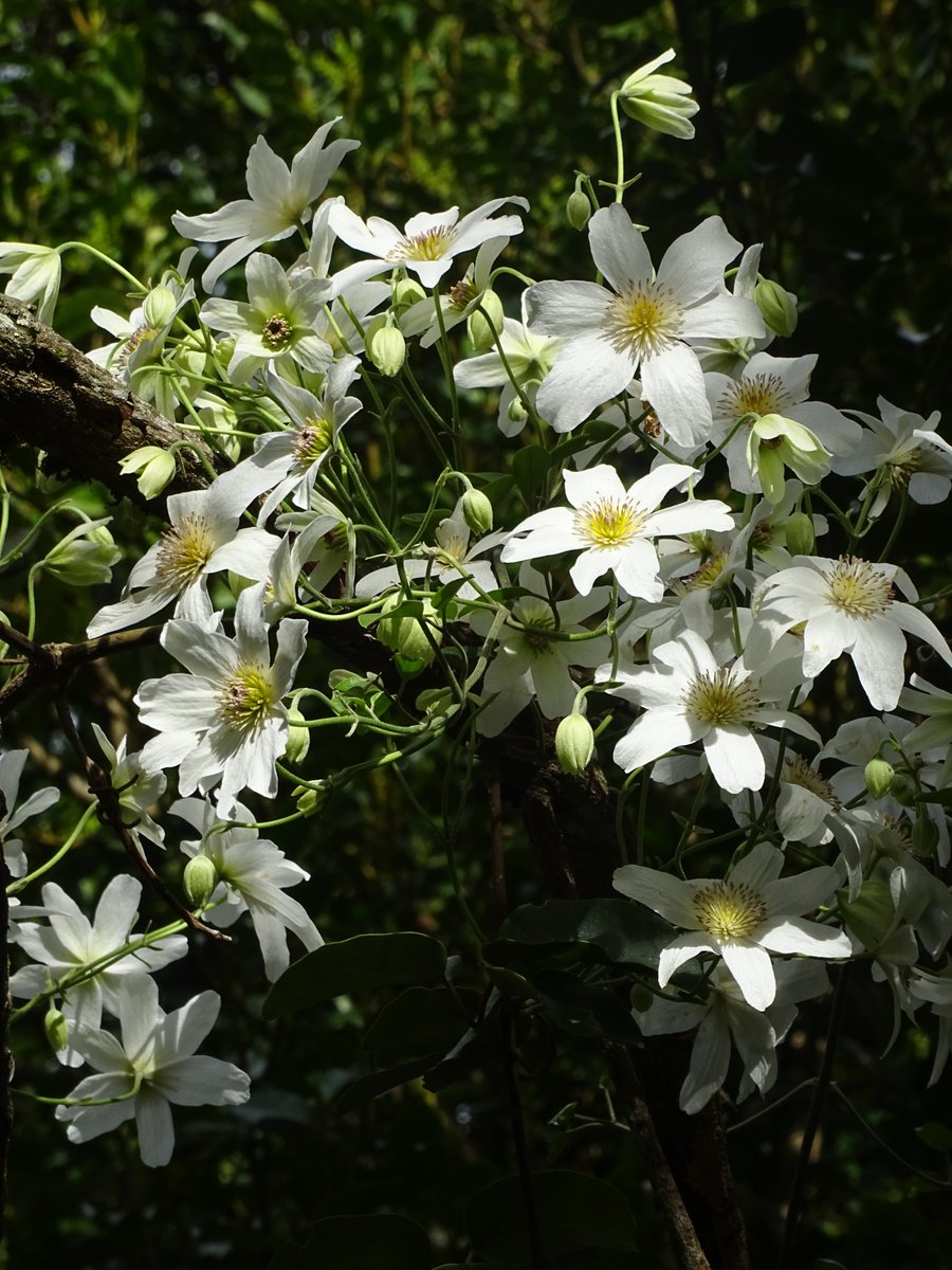 Just discovered that plant-of-the-year is a thing. I voted for puawānanga Clematis paniculata! Picture from Mt Somers track two years ago 😍