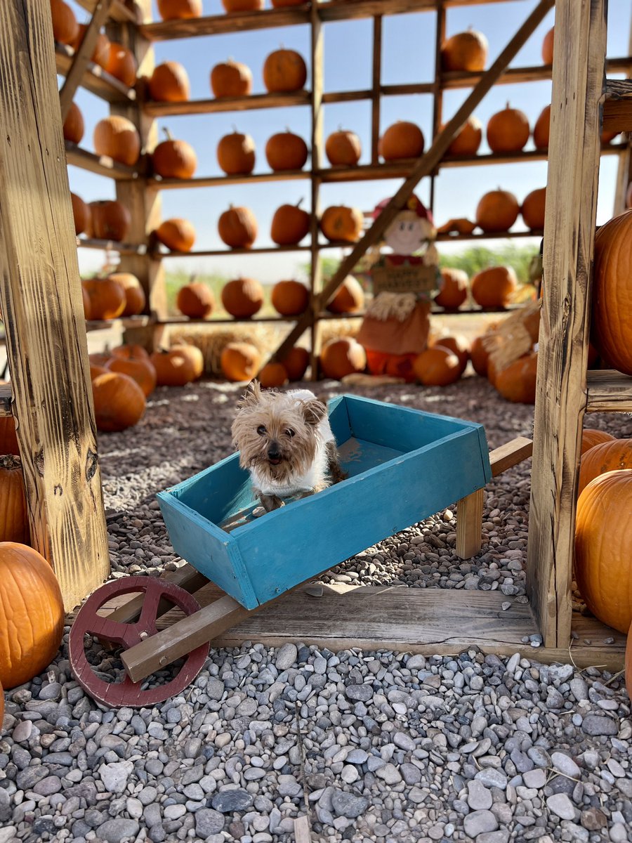 MatthewBooe's tweet image. Roxi’s first Pumpkin Patch! 🎃

#pumpkinpatch #yorkie #yorkiesofinstagram #dogsofinstagram #dog #fall #texas #yorkiesoftwitter #dogsoftwitter