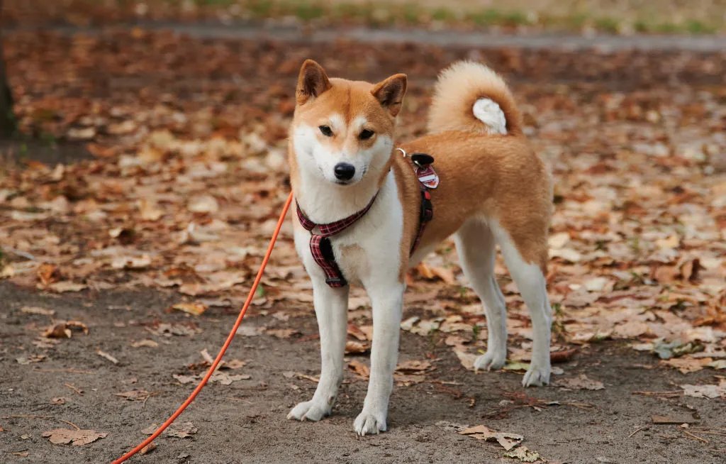 rhszago's tweet photo. Bora que ainda tem folego!
https://t.co/JgweX15bHW
#ShibaInuHodler #shibainu #Binance https://t.co/yfe4xJLWUL