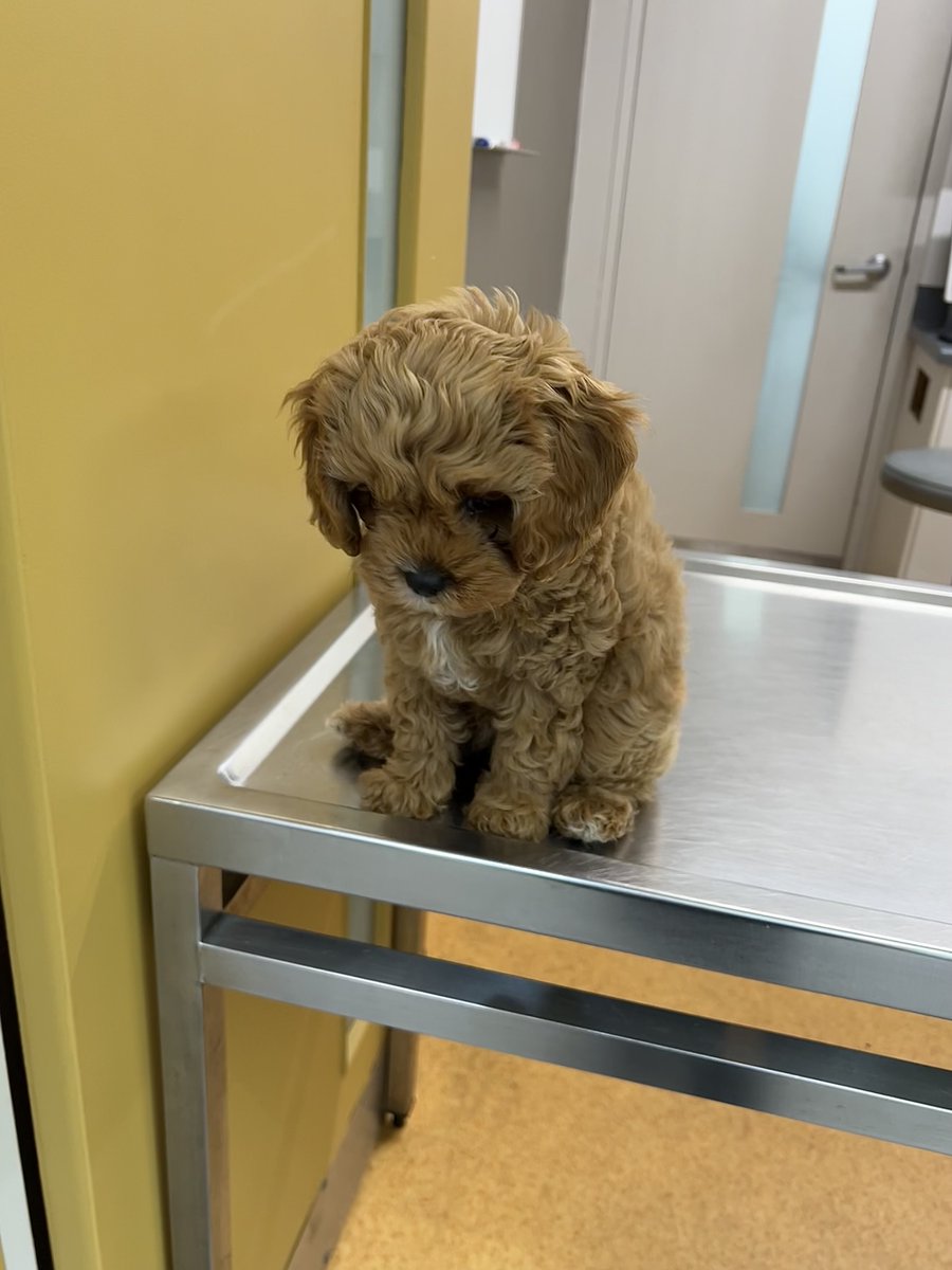 GyanYankovich's tweet photo. My first post-lockdown activity was taking Paddington to the vet and I am thrilled to report that he is still perfect https://t.co/uGWAuNgvuT