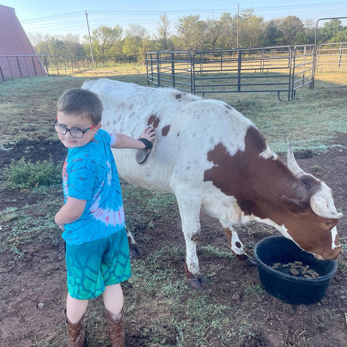 QPlitDezi's tweet photo. Say hello to Thelma and Louise! They have been on the farm for about a week and are fitting in nicely. #cowlife #Longhorns #dueinmay https://t.co/gY6yZwwW1F