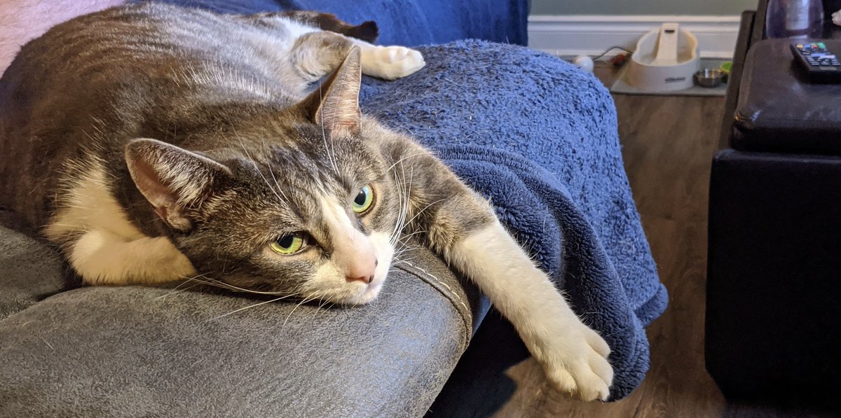 MrBusiness_cat's tweet photo. Catnip hangovers are very real! https://t.co/nVSLugcFzn