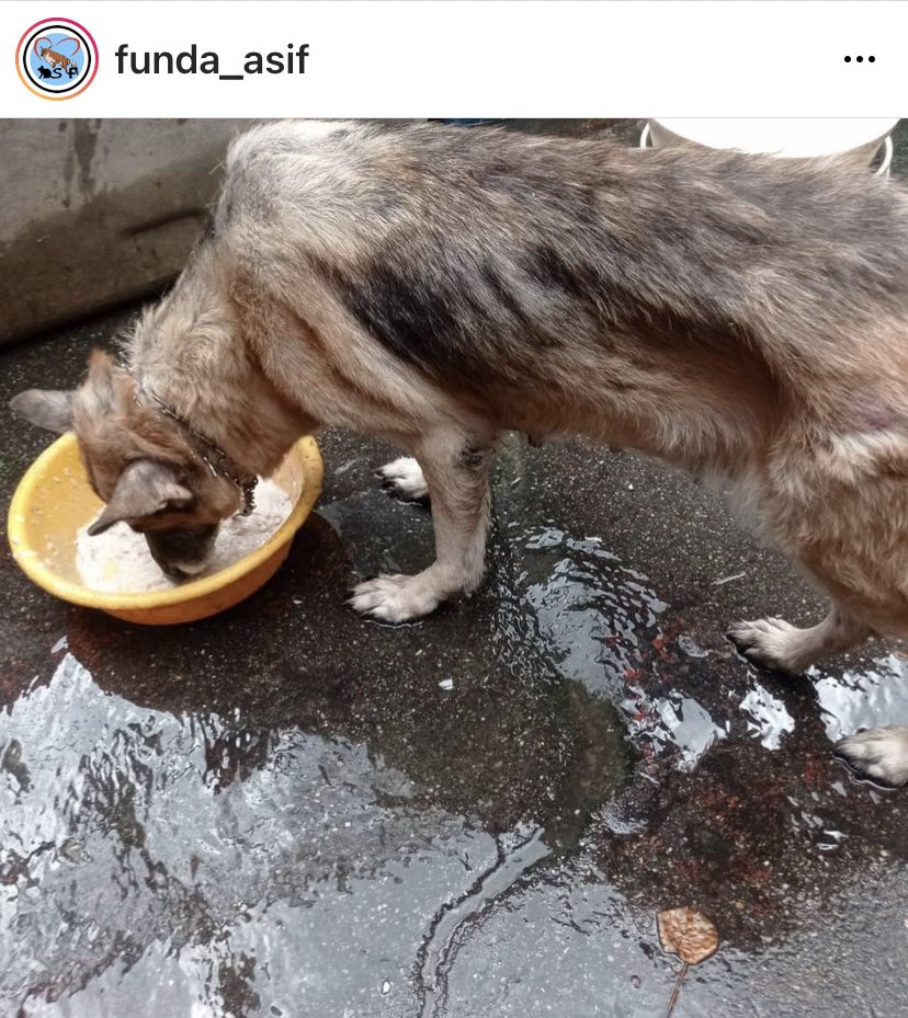 AlexaGomezDos's tweet photo. Rescatada en San Bernardino .Los dueños después de sacarle crias hasta el cansancio la dejaron amarrada y abandonada .Ya está muy mayor, desnutrida y su mirada es muy triste .La buena noticia es que vivirá sus últimos años con amor y cuidados 🐾♥️ para colaborar FUNDA_ASIF en IG https://t.co/Rg5B2ShB6Z