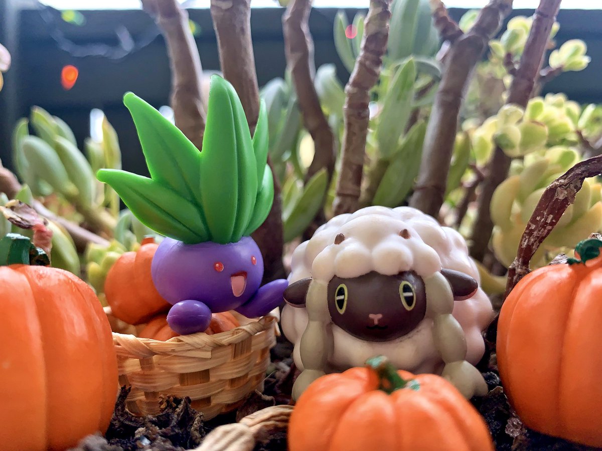 MagicMakesKate's tweet photo. These pumpkins are ready to harvest.🎃

#Pokemon #Pokemontoys #Toys #PokemonGo #toyphotography #Pikachu #ポケモンGO #gaming #spookyseason #Pokemonphotography https://t.co/RRvUMJ9Kp8