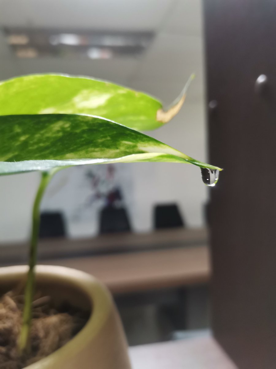 danmereeet's tweet photo. Ang cute ng plant ko dito sa office, may dew nabuo. 🌿🌱 #plantit* char https://t.co/azpOCAR73u