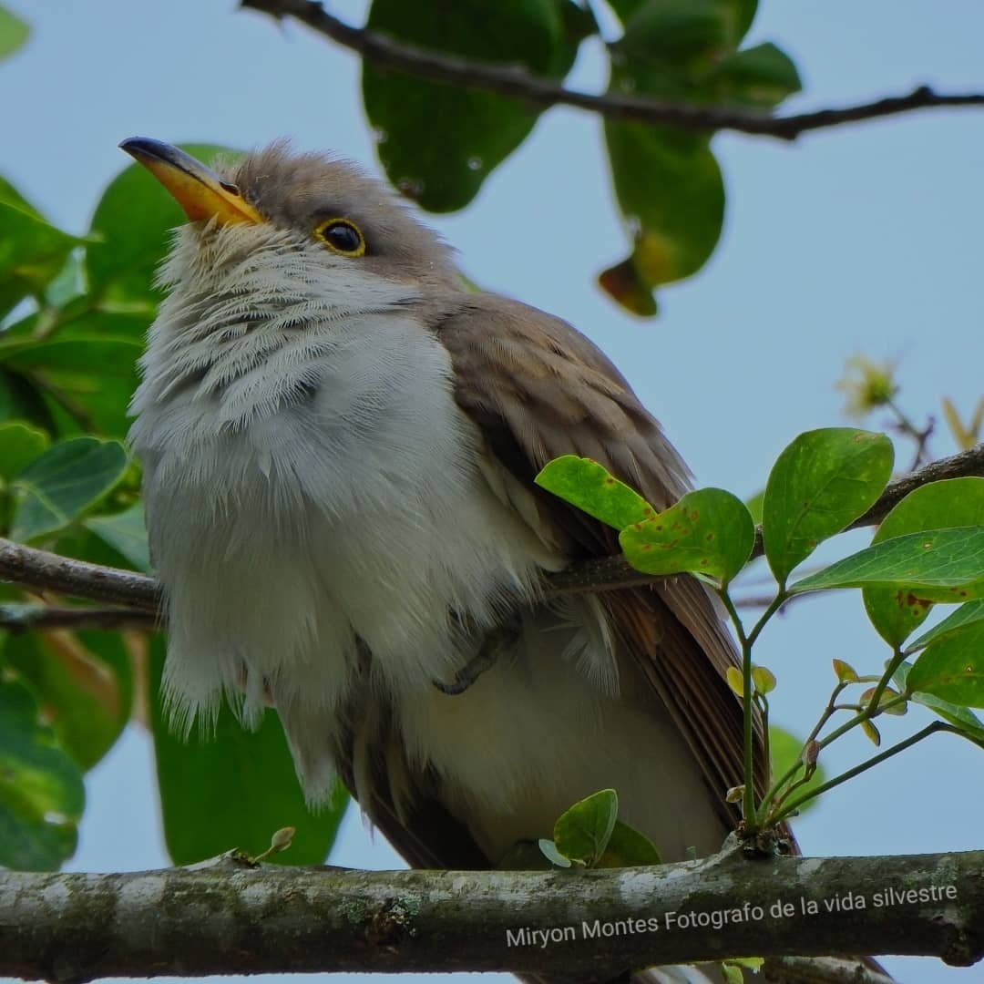 MiryonMontes's tweet photo. Coccyzus americanus

Registro en Pitalito Huila Colombia
En zona urbana
#avesdelmacizocolombiano

El cuclillo piquigualdo (Coccyzus americanus)
El cuclillo piquigualdo está ampliamente distribuido por América, cría en Norteamérica, las Antillas y migra en invierno a Sudamérica https://t.co/PQ9SkIyIlv