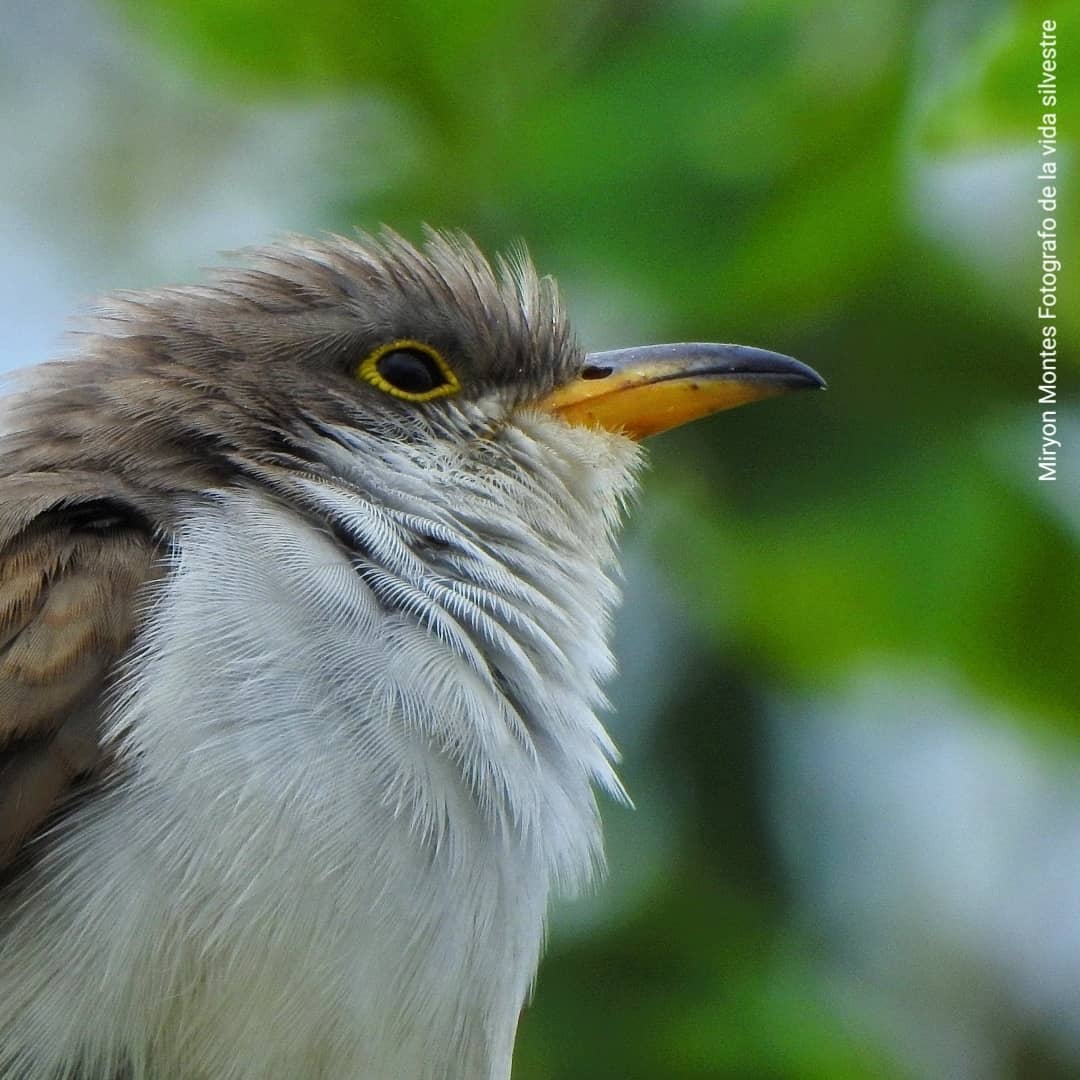 MiryonMontes's tweet photo. Coccyzus americanus

Registro en Pitalito Huila Colombia
En zona urbana
#avesdelmacizocolombiano

El cuclillo piquigualdo (Coccyzus americanus)
El cuclillo piquigualdo está ampliamente distribuido por América, cría en Norteamérica, las Antillas y migra en invierno a Sudamérica https://t.co/PQ9SkIyIlv