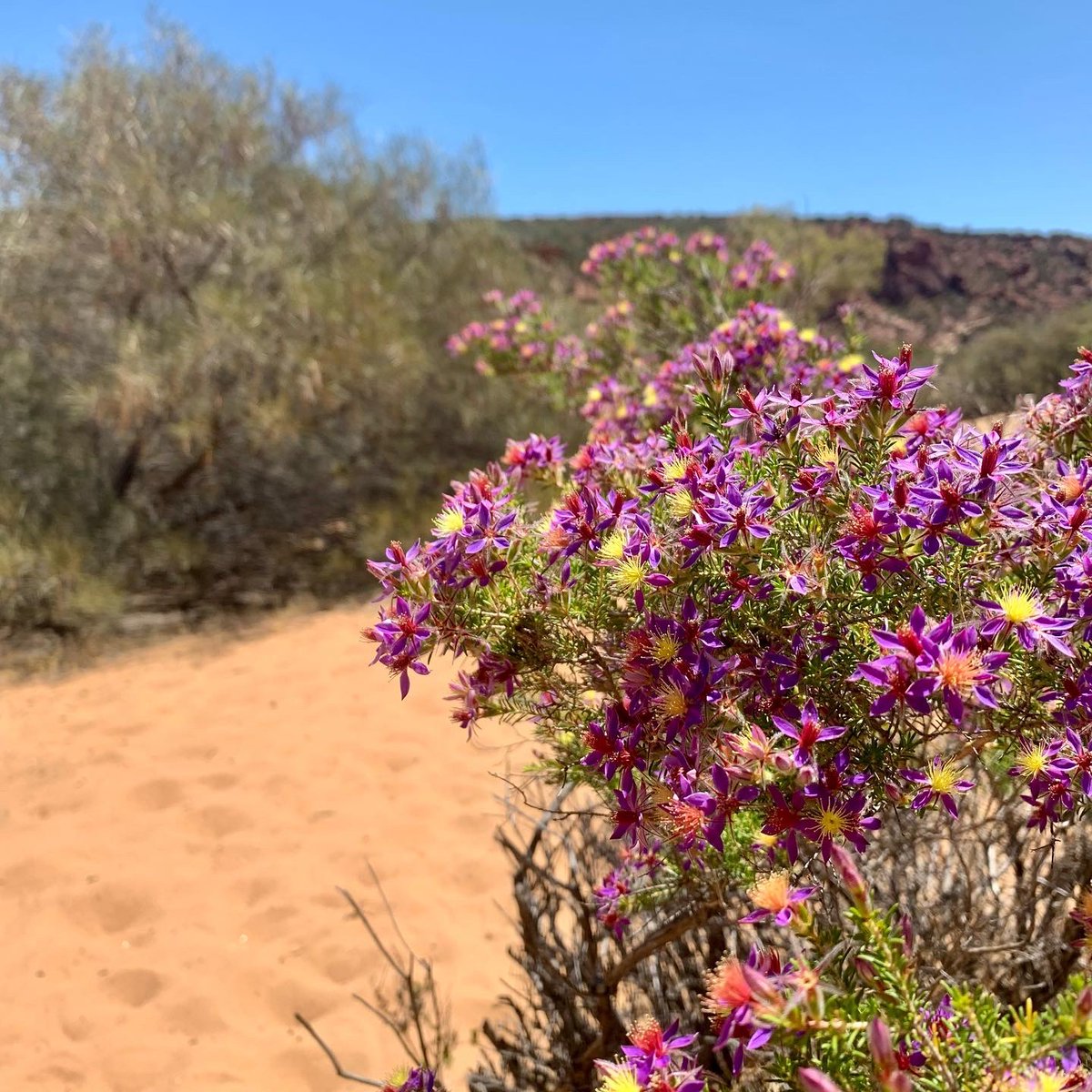 “There is something infinitely healing in the repeated refrains of nature—the assurance that dawn comes after night, and spring after winter.” — Rachel Carson

Enjoying the beautiful blooms of the traditional lands of the Nanda people.