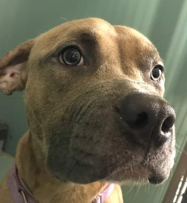 MyBoxerLuvMac1's tweet photo. 💔Mocha💔
#NYCACC #126974 2y
▪EUTH Deadline: 10/12
Found stray in apt w 3 dogs, 4 who knows how long! Friendly, playful + affectionate. Smart boy's a level 2, who loves ppl + dogs! Stressed + needs loving, NEast Adopter/Foster, 4 security 2 thrive. 
Pls #Pledge 4 #Rescue
💗Mocha https://t.co/M2WD1pz6zg