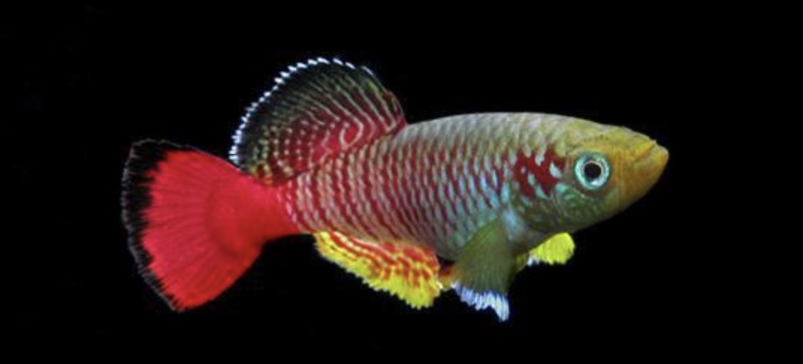 David Sinclair tweet media