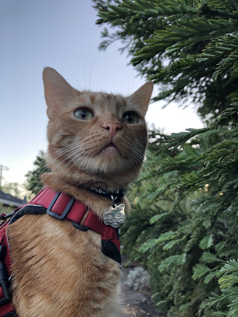 PhoenyxArts's tweet photo. Squirt enjoying this mild October evening #catharness #catenrichment #harnesstraining #catsoftwitter #gingercats @RabbitgooM https://t.co/1e6ces8IJh