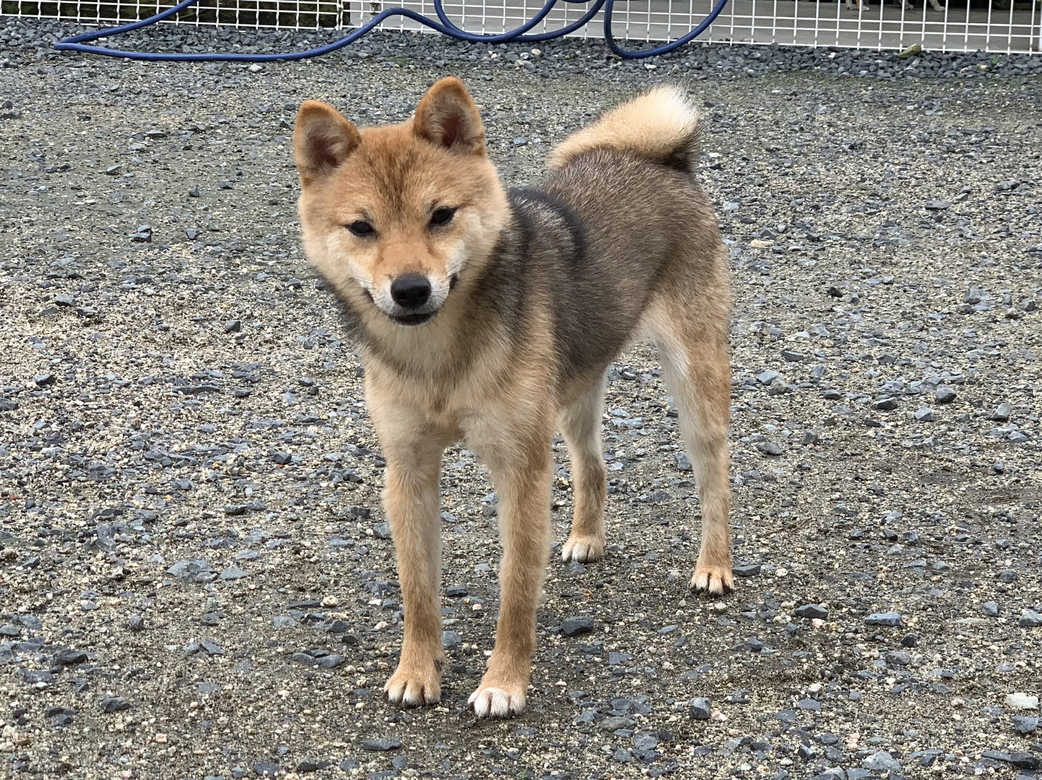 Twitter 上的 富士野荘 岡山サービスステーション 元気いっぱいな女の子 とーっても賢く 物覚えが早いです 当犬舎は完全予約制です まずは下記urlより 来舎予約をお願いいたします T Co Yg558pazvf 富士野荘 豆柴 極小豆柴 小豆柴 豆柴
