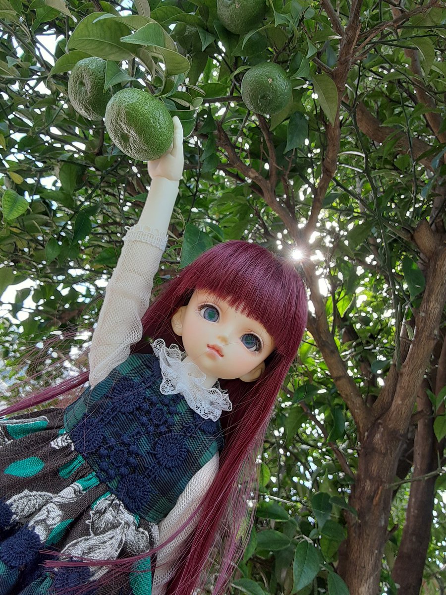永久薔薇園 柚子は青いうちに収穫すると長持ちするんだって 黄色で収穫してたけど確かに年明けまで楽しむには無理があって冷凍してた 張り切って一部収穫 ゚ ゚ 追々大きさ見て収穫する 教えてくださりありがとう 永久薔薇園 柚子は青いうちに収穫すると長持ちするんだって 黄色で収穫してたけど確かに年明けまで楽しむには無理があって冷凍してた 張り切って一部収穫 ゚ ゚ 追々大きさ見て収穫する 教えてくださりありがとう