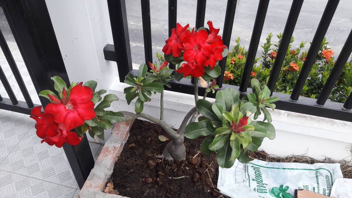 ฉัน~ tweet media