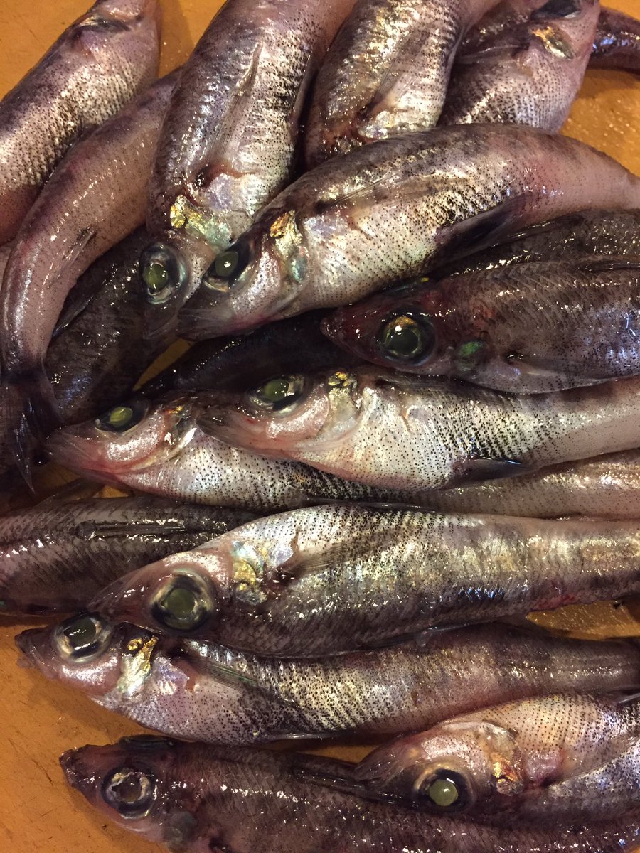 魚の旨い店 ほうぼう メヒカリ 愛知県からメヒカリの入荷です グランドメニューとして丸干しを焼いたり唐揚げ したりしていますが 生のメヒカリは開いて天ぷら これ最高 天ぷらの定番魚 キス より旨いかも お試しください 只今時短営業中 魚の旨い店 ほうぼう メヒカリ 愛知県からメヒカリの入荷です グランドメニューとして丸干しを焼いたり唐揚げ したりしていますが 生のメヒカリは開いて天ぷら これ最高 天ぷらの定番魚 キス より旨いかも お試しください 只今時短営業中