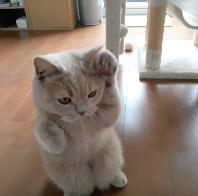 絵描きのマフェンさん がハッシュタグ 猫好きさんと繫がりたい をつけたツイート一覧 1 Whotwi グラフィカルtwitter分析