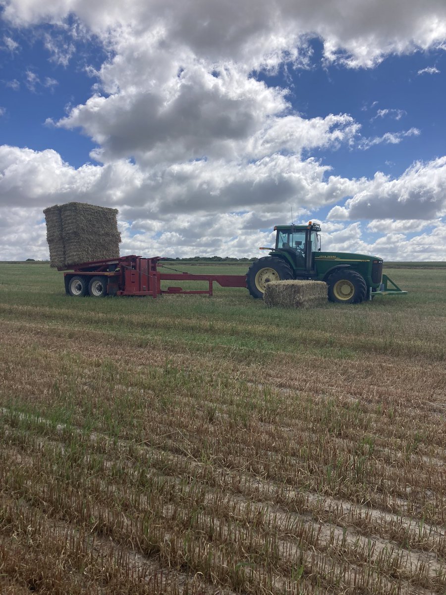 leggy_harry's tweet photo. Contract bale stacking 
Owner operator 
Currently around York, will travel 
Call Harry 0487076207
Retweets appreciated
#gonestacking #proag #hay2021 https://t.co/hzr5eEyZMP