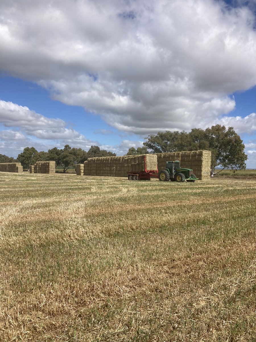 leggy_harry's tweet photo. Contract bale stacking 
Owner operator 
Currently around York, will travel 
Call Harry 0487076207
Retweets appreciated
#gonestacking #proag #hay2021 https://t.co/hzr5eEyZMP