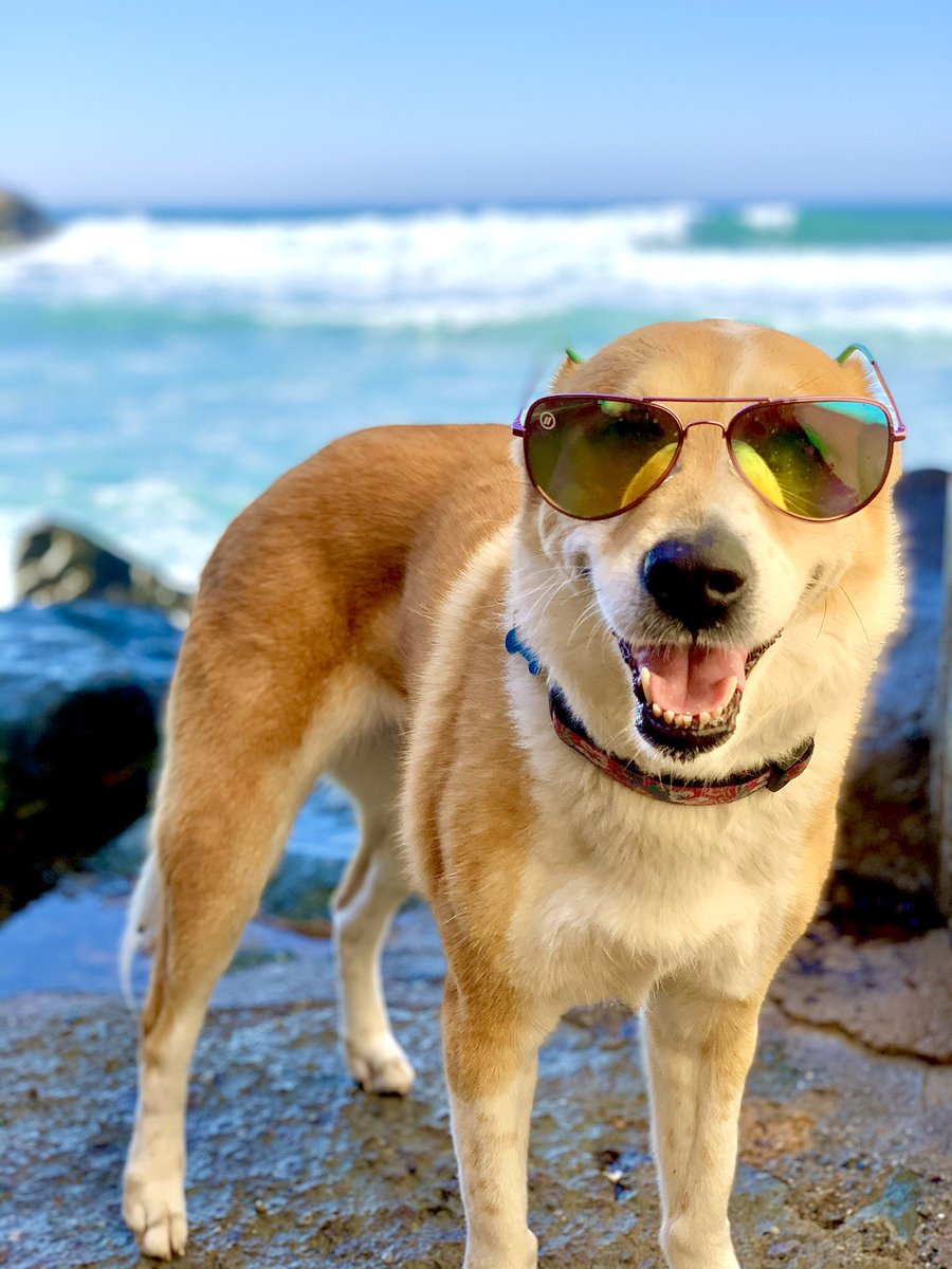 janeliRR's tweet photo. My 13 year old baby looking like a champ ♥️ #WallOfWaggsContest #DoggieDesserts @benandjerrysfordogs https://t.co/W4oejxAFQN
