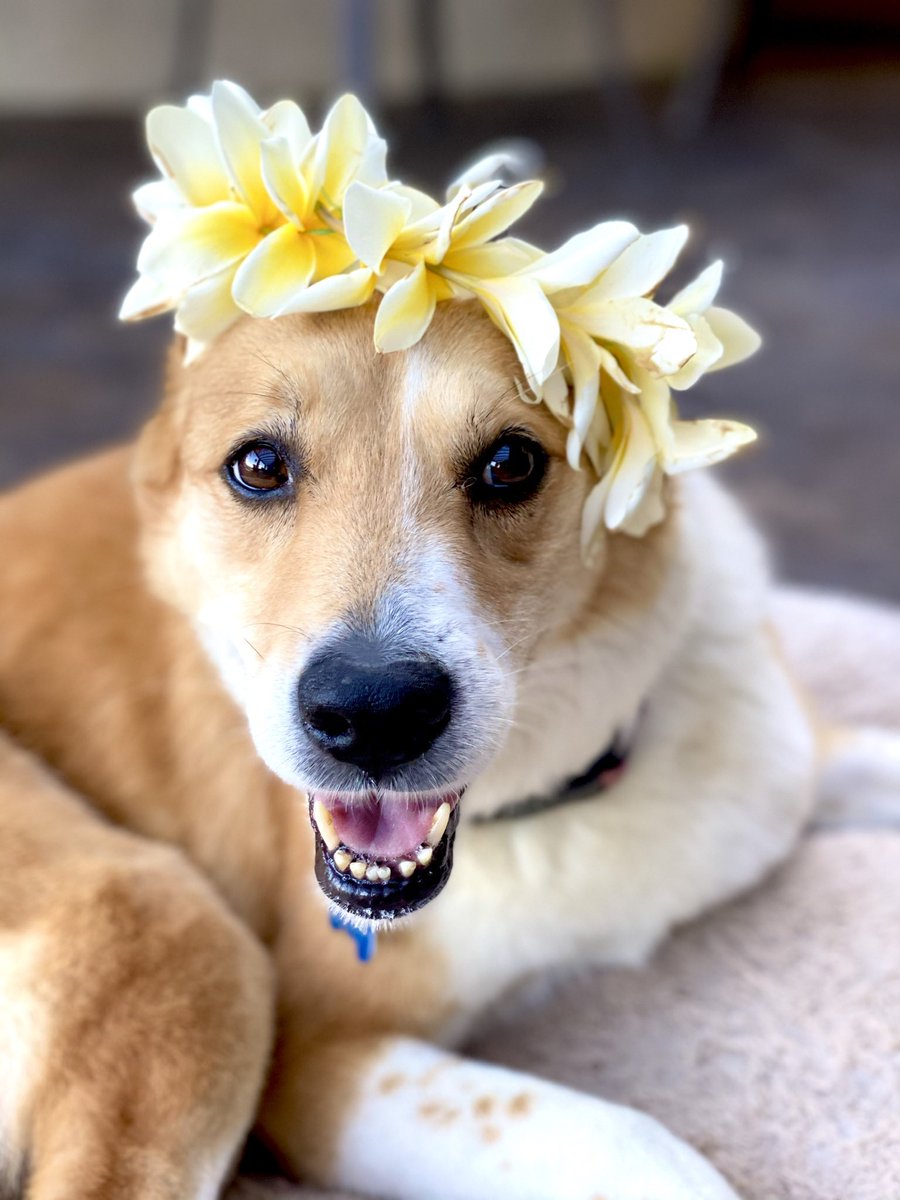 janeliRR's tweet photo. My 13 year old baby looking like a champ ♥️ #WallOfWaggsContest #DoggieDesserts @benandjerrysfordogs https://t.co/W4oejxAFQN