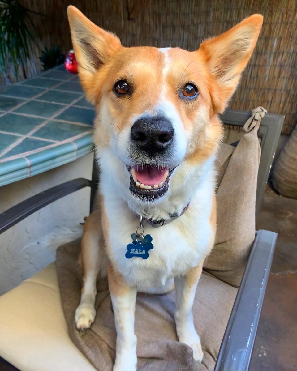 janeliRR's tweet photo. My 13 year old baby looking like a champ ♥️ #WallOfWaggsContest #DoggieDesserts @benandjerrysfordogs https://t.co/W4oejxAFQN
