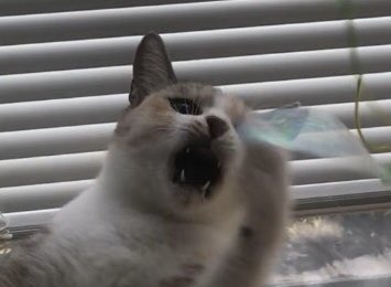 月曜日の猫社員。
1週間頑張りましょうね☺️💦
#猫 #ねこ #猫社員