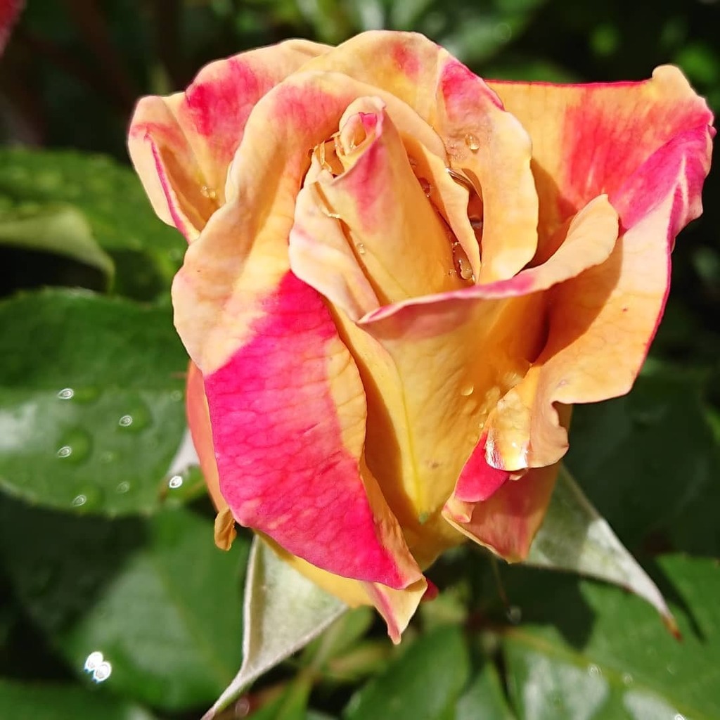 EndersbyArt's tweet image. I love how the buds of Honey Dijon start off the season with their red blotches, as if they have their party outfits on!

#honeydijonrose #roses #springinmelbourne instagr.am/p/CU3qy53h2gb/