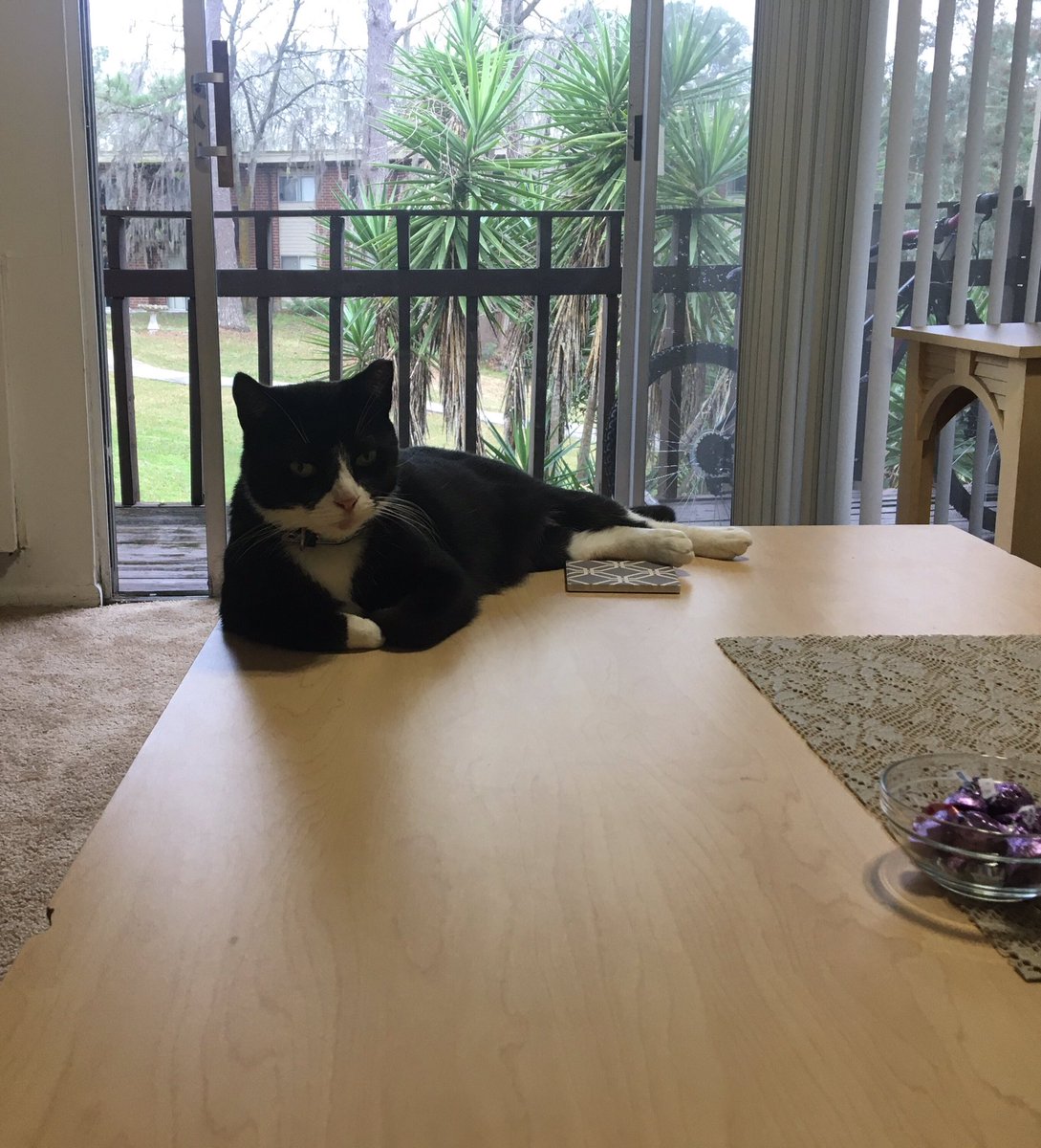 Me pasaba en mi anterior apartamento. Este es él pidiéndome que le abra la puerta del balcón vs. él cuando encontraba la puerta abierta y se acomodaba como si estuviera en su casa.