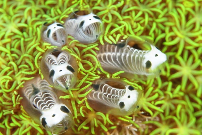 spooky sea enemy of the day: the panda skeleton sea squirt!