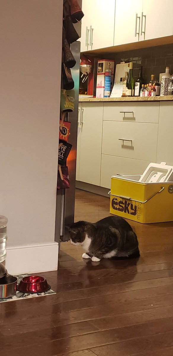 nyssajayne's tweet photo. @dog_feelings Murphy the cat joins you in skittle watching solidarity https://t.co/1Vmb7HfZHU